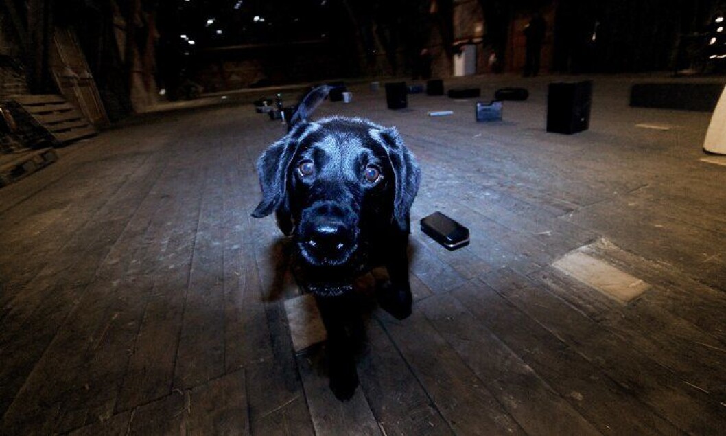 Hunden Pelle, eid av politibetjent Elisabeth Vorland, under NM for narkotikahunder på Akershus festning i Oslo 2012. Hunden Pelle, eid av politibetjent Elisabeth Vorland, under NM for narkotikahunder på Akershus festning i Oslo 2012.