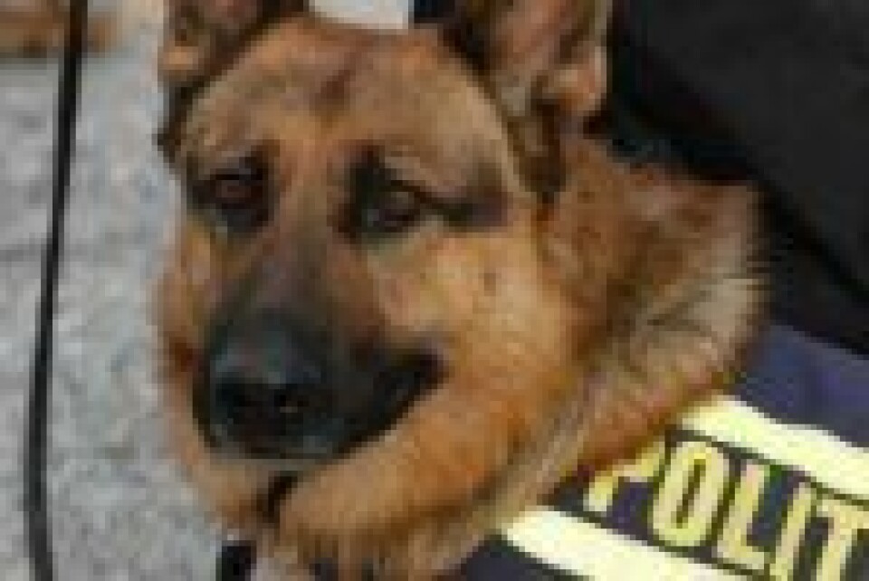 Busch refser Storberget