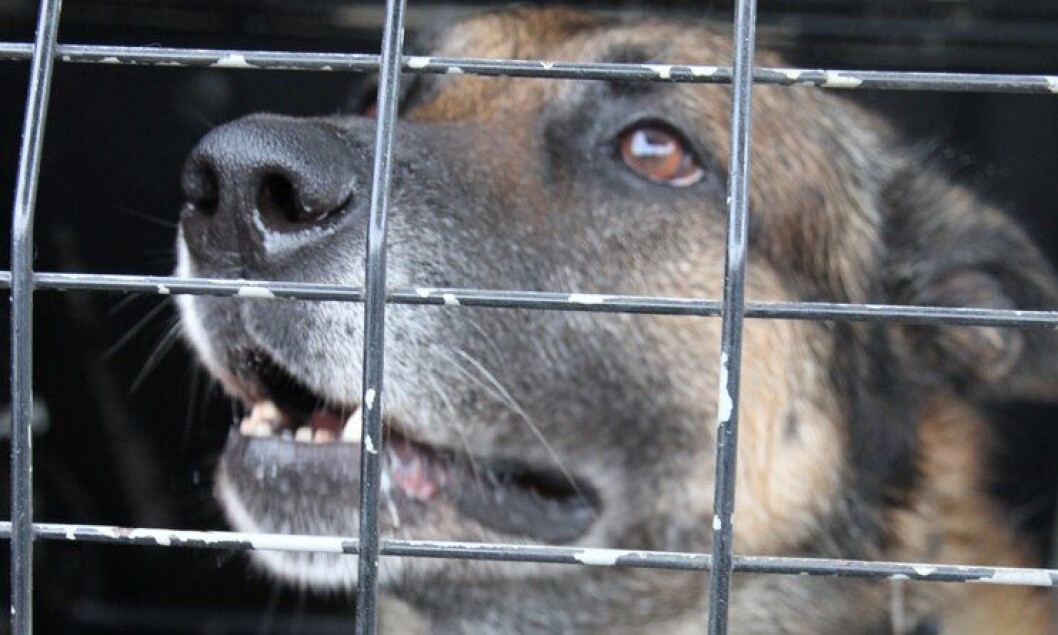 Saken om politihunden Pelle skulle få leve eller ikke var oppe i Tingretten i midten av oktober. Dette er et illustrasjonsbilde. Saken om politihunden Pelle skulle få leve eller ikke var oppe i Tingretten i midten av oktober. Dette er et illustrasjonsbilde.