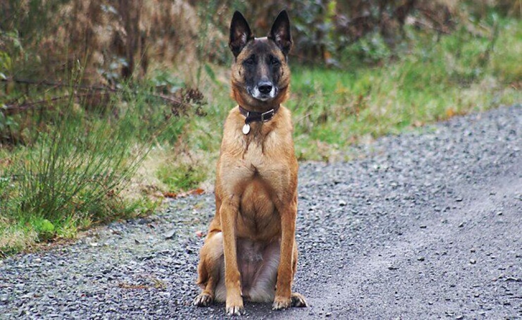 Politihunden Pelle er en hund av rasen Malinois, den samme rasen som på dette bildet. Oslo tingrett skal nå avgjøre om Pelle skal avlives eller ikke. Illustrasjonsfoto. Politihunden Pelle er en hund av rasen Malinois, den samme rasen som på dette bildet. Oslo tingrett skal nå avgjøre om Pelle skal avlives eller ikke. Illustrasjonsfoto.