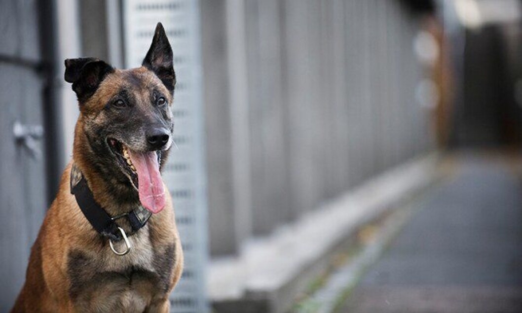 Pelle politihund. Pelle politihund.