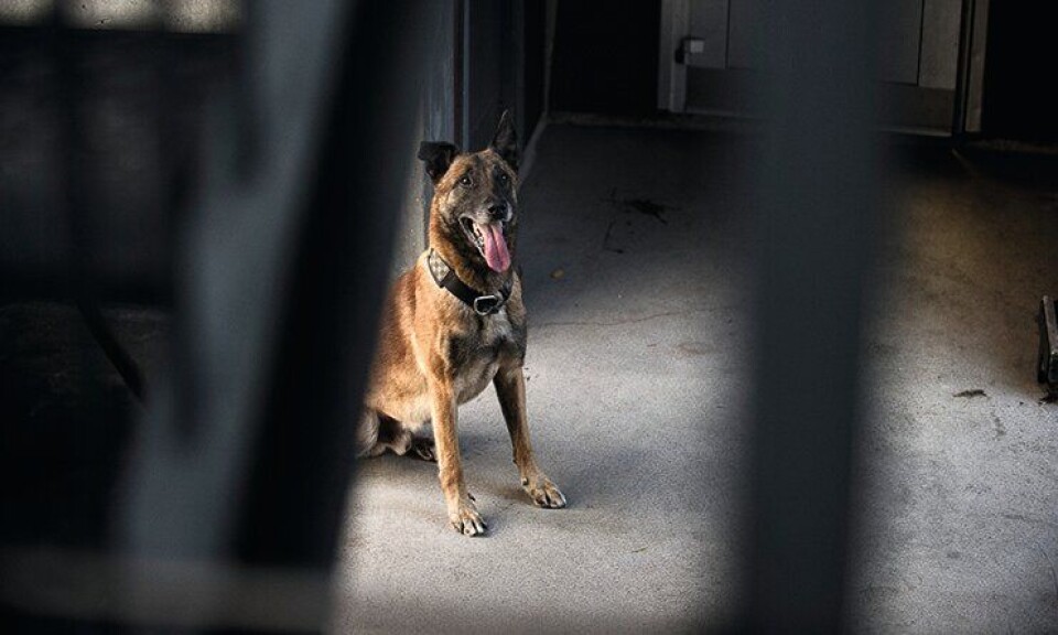 Politihunden Pelle bet en nabojente, men kan omplasseres i stedet for å avlives har tingretten bestemt.
