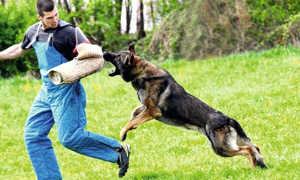 – Politidistriktene har ingen formelle systemer for å kunne kvalitetssikre eller rapportere bruken av patruljehund, skriver artikkelforfatteren. – Politidistriktene har ingen formelle systemer for å kunne kvalitetssikre eller rapportere bruken av patruljehund, skriver artikkelforfatteren.