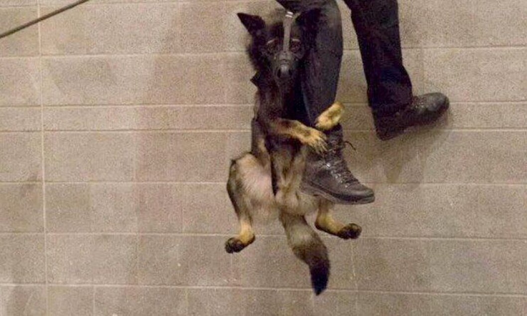 Politihunden Niko trener på rappellering. Politihunden Niko trener på rappellering.