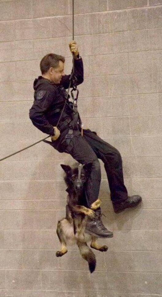 Politihunden Niko trener på rappellering. Politihunden Niko trener på rappellering.