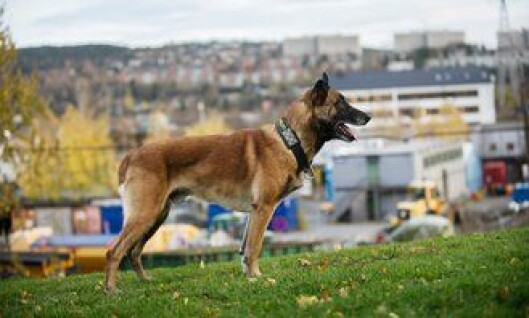 Malinois' framtid som politihund skal opp til vurdering i vår. Malinois' framtid som politihund skal opp til vurdering i vår.