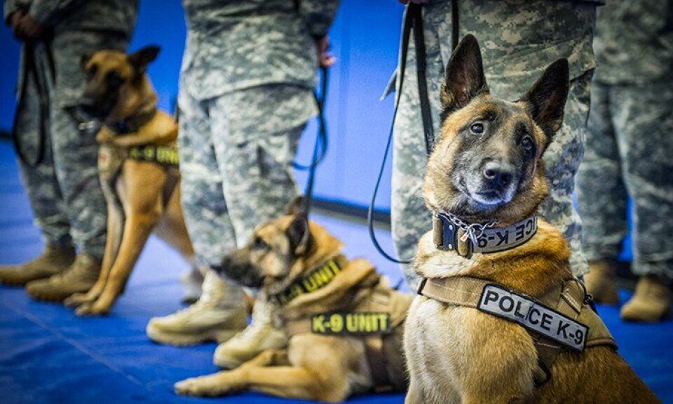 Forskere i USA har blant annet observert såkalte Military Working Dogs (MWD), malinois i militæret i USA.