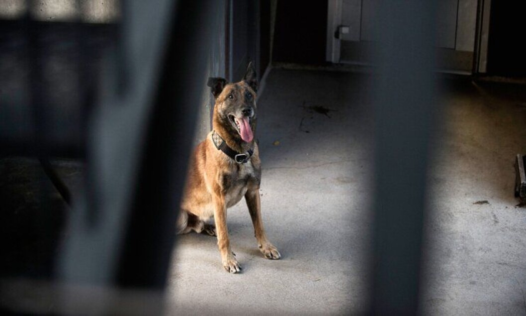 Politihunden Pelle er en av mange politihunder av rasen malinois. Nye individer av slike hunder vil ikke bli testet av PHS i tiden framover. Politihunden Pelle er en av mange politihunder av rasen malinois. Nye individer av slike hunder vil ikke bli testet av PHS i tiden framover.
