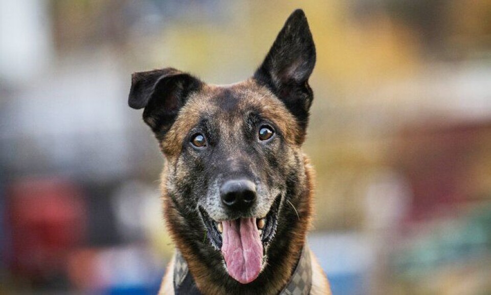 Politihunden Pelle er en av flere malinois i norsk politi. Rasen betegnes som svært utholdende og pålitelig i jobben som politihund.