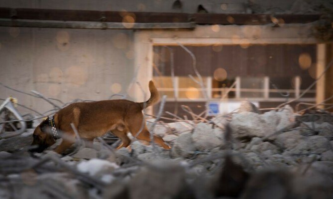 Det er sol og lett snødriv på en gang, når en politihund leter etter mennesker i bygningsruinene under en øvelse i januar. Det er sol og lett snødriv på en gang, når en politihund leter etter mennesker i bygningsruinene under en øvelse i januar.