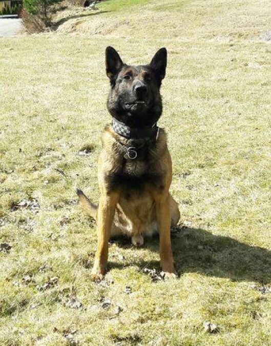 Politihunden Tim skal ha blitt slått i hodet og sparket flere ganger. Politihunden Tim skal ha blitt slått i hodet og sparket flere ganger.