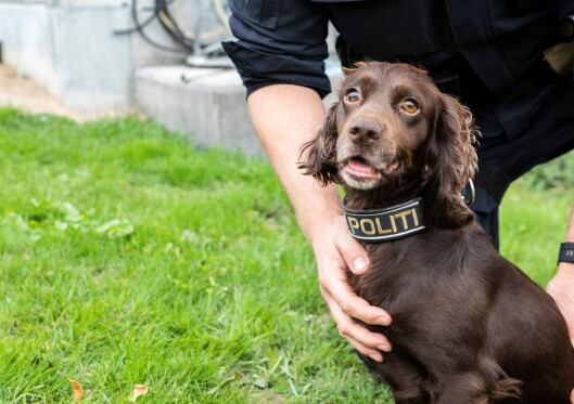 Politiet kan melde inn behov for raser og type hund i et fem års perspektiv. Jaktcockeren Lola er en narkotikahund.