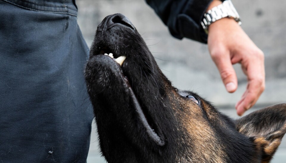 At hunden og eieren har ett godt forhold, er viktig. Det ivaretas fortsatt gjennom at hunden bor hjemme hos eieren, mener hundesjef i Oslo, Tor Paulsen. At hunden og eieren har ett godt forhold, er viktig. Det ivaretas fortsatt gjennom at hunden bor hjemme hos eieren, mener hundesjef i Oslo, Tor Paulsen.