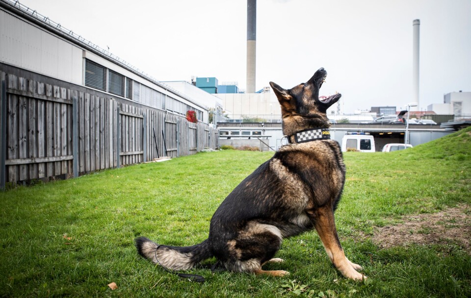 Klar for tjeneste: Wango er klar for kveldsvakt hos hundepatruljen. Klar for tjeneste: Wango er klar for kveldsvakt hos hundepatruljen.