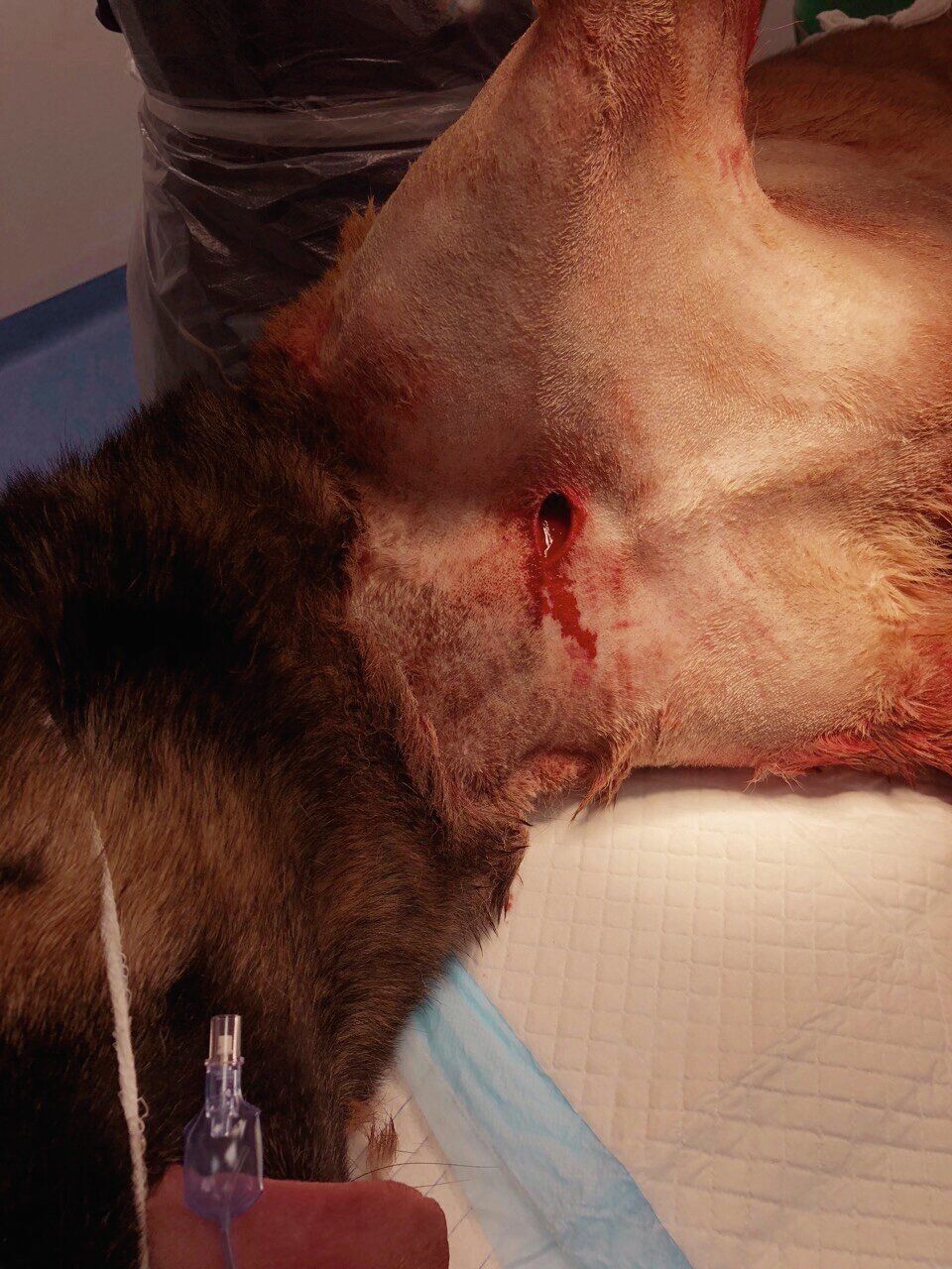 MARGINALT: Kun millimetre skilte knivstikket fra å treffe hovedpulsåren til Django. Politihunden hadde englevakt. MARGINALT: Kun millimetre skilte knivstikket fra å treffe hovedpulsåren til Django. Politihunden hadde englevakt.