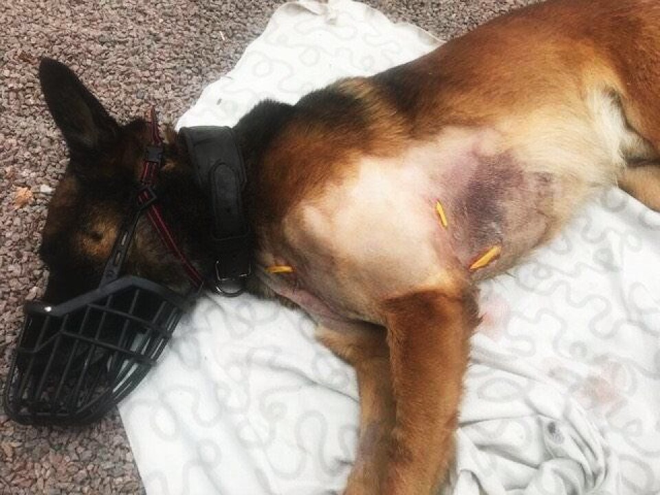 REKONVALENS: Django svevde lenge mellom liv og død under operasjonen, men veterinæren fikk stanset blødningen og sydd ham sammen igjen. REKONVALENS: Django svevde lenge mellom liv og død under operasjonen, men veterinæren fikk stanset blødningen og sydd ham sammen igjen.