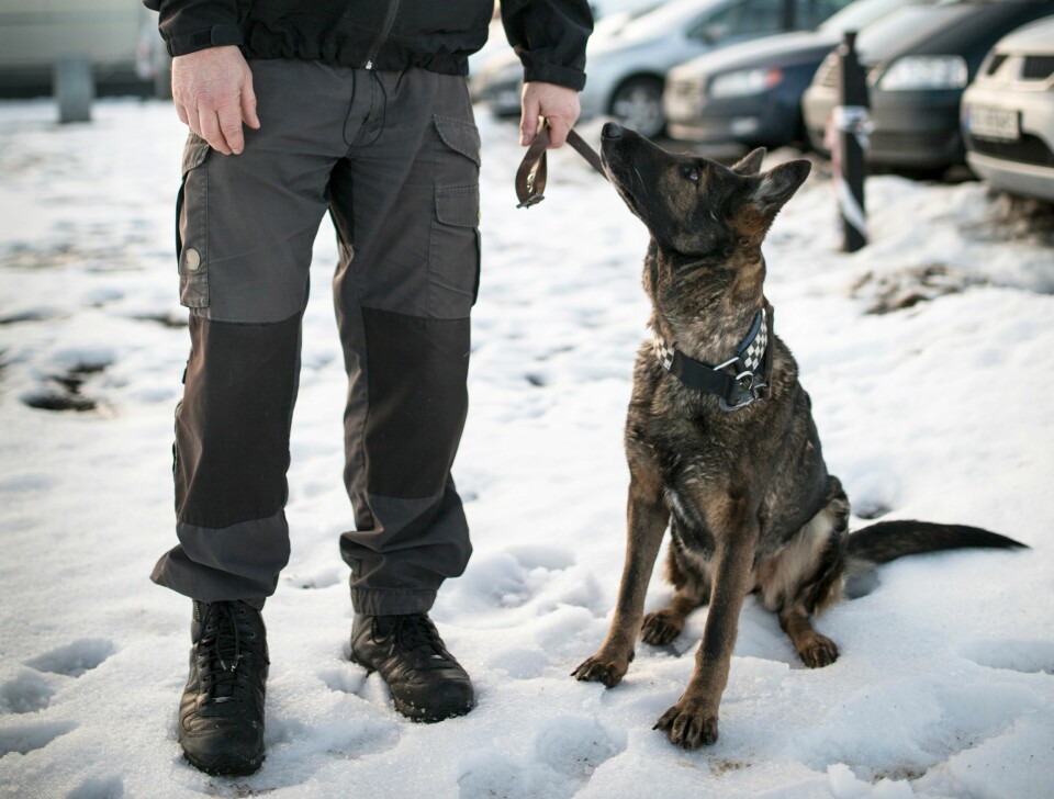 Hundeholdsgodtgjørelsen for godkjent politihund øker fra 4400 kroner til 8000 kroner i måneden.