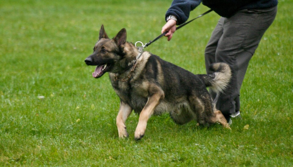 POLITIHUND: Spesialenheten har gitt en politibetjent i Oslo bot for med vilje å ha skremt en mindreårig med politihunder, noe spesialenheten karakteriserer som utilbørlig opptreden fra politibetjentens side. Hund og hundefører på bildet har ingenting med saken å gjøre. POLITIHUND: Spesialenheten har gitt en politibetjent i Oslo bot for med vilje å ha skremt en mindreårig med politihunder, noe spesialenheten karakteriserer som utilbørlig opptreden fra politibetjentens side. Hund og hundefører på bildet har ingenting med saken å gjøre.