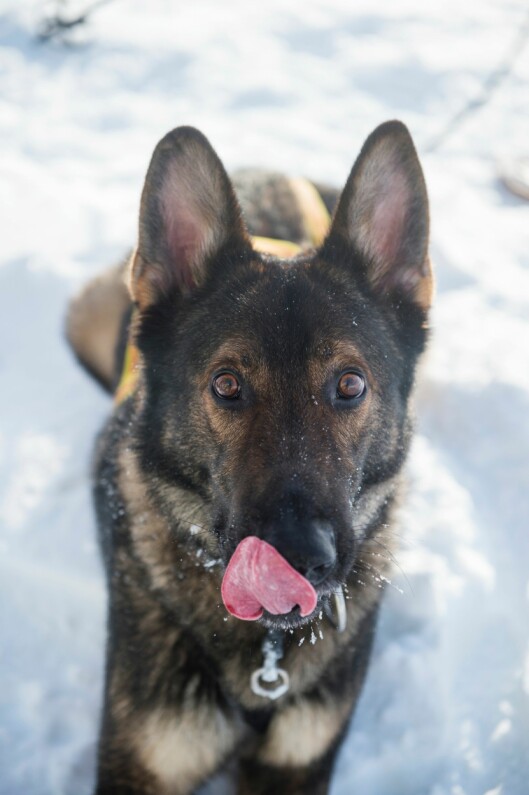 I SNØEN: En av politiets lavinehunder på opptrening i Røldal. 