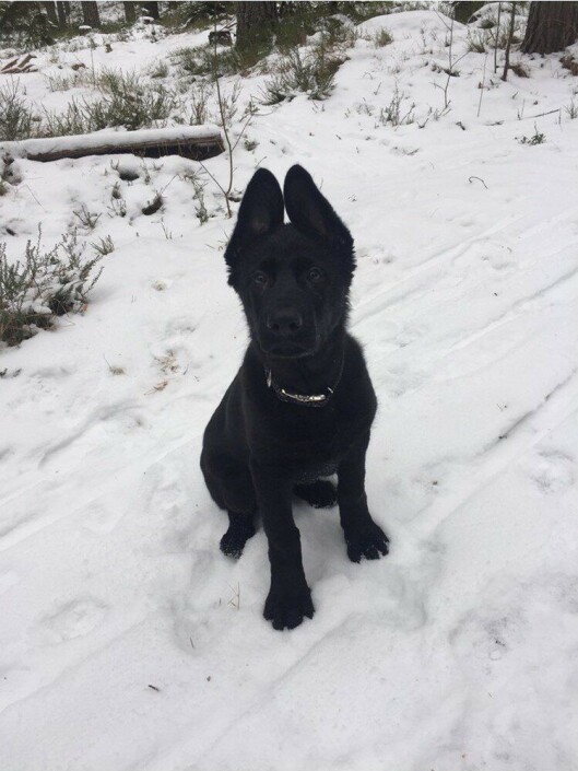 TIDLIG KRØKES: Hund på et halvt år testes for å bli politihund. TIDLIG KRØKES: Hund på et halvt år testes for å bli politihund.