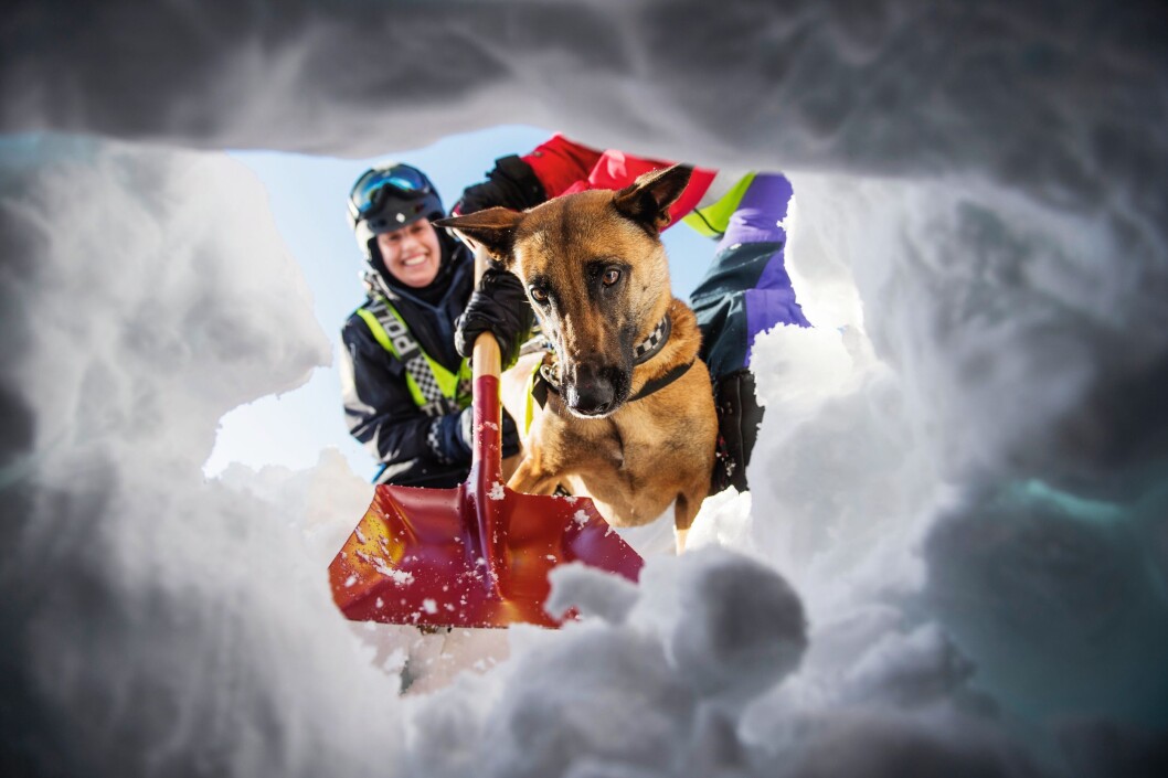 GJENNOMBRUDD: Hva er det som skjuler seg der nede? Hunden Kilo ser rart på Politiforums fotograf. GJENNOMBRUDD: Hva er det som skjuler seg der nede? Hunden Kilo ser rart på Politiforums fotograf.