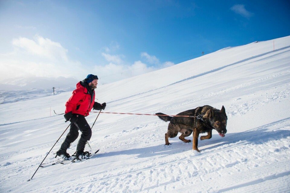 TRUGEMARSJ: Hundefører Trond-Cato Gjøvland på vei oppover alpinbakken i Røldal.