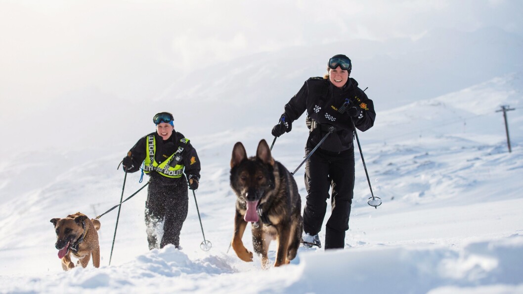 MOTBAKKE: Trugemarsj oppover hele alpinbakken i Røldal skisenter, var en del av lavinehundkurset. MOTBAKKE: Trugemarsj oppover hele alpinbakken i Røldal skisenter, var en del av lavinehundkurset.
