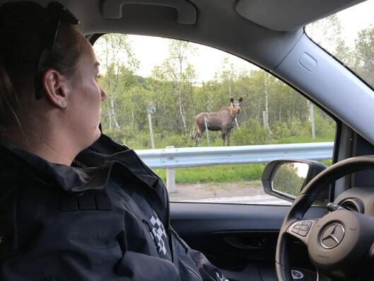 NÆRKONTAKT: Cathrine Røed møter den første elgen denne natta. NÆRKONTAKT: Cathrine Røed møter den første elgen denne natta.