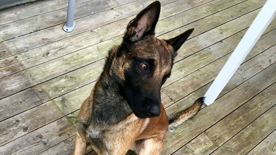 STORT BESLAG: Felix hundefører fortelle at han er svært godt fornøyd med at hunden ikke ga seg, men fortsatte å gi beskjed om at plankene ikke var som de skulle.