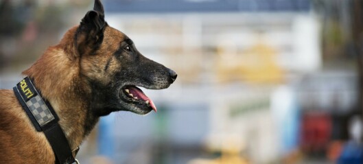 Hundesykdommen: – Vi er litt mer restriktive i bruken av politihunder