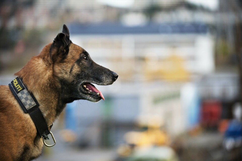EKSTRA FORSIKTIGE: Hundetjenesten prøver å skåne politihundene så langt det er mulig – frem til man vet mer om den mystiske hundesykdommen.