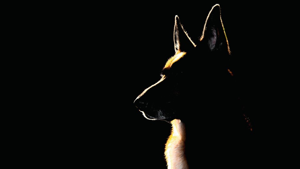 En schæferhund som ble kjøpt av Innlandet politidistrikt bet en 10 år gammel jente på vei hjem fra skolen. Bildet er et illustrasjonsfoto.