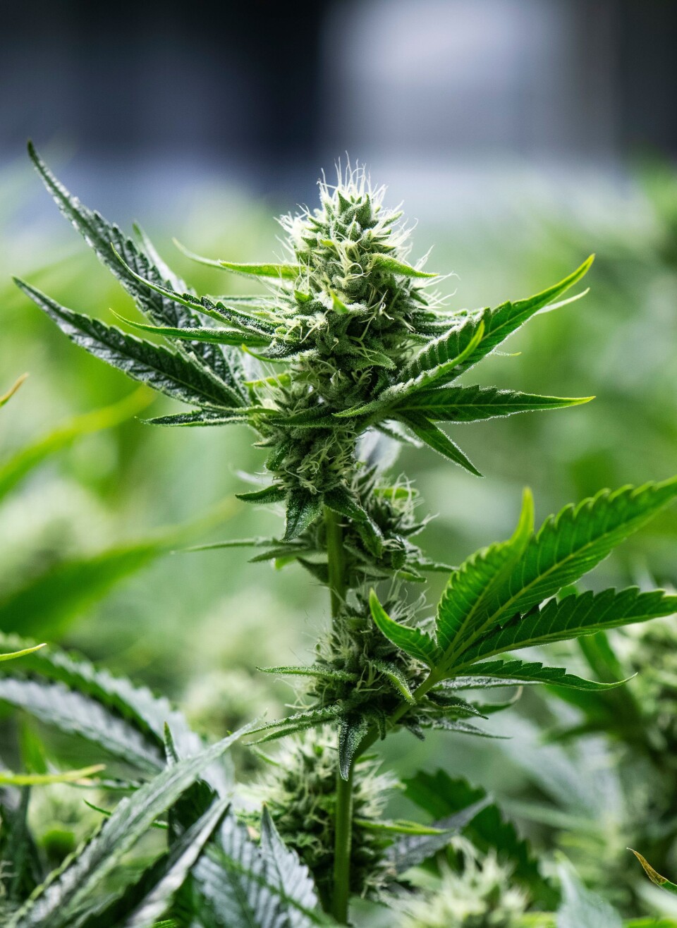 LANG HISTORIE: Det sies at dronning Victoria av Storbritannia ble foreskrevet cannabis mot menstruasjonssmerter på 1800-tallet, og i Kina brukte de planten som medisin allerede 2700 år før vår tidsregning.