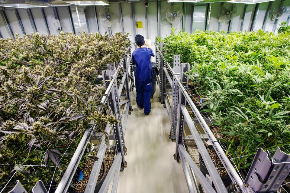 HELPROFF PRODUKSJON: Cannabisdyrkerne optimaliserer forholdene inne i vekstrommene for maksimal avling. Planter som blir fort ferdige, har høyt THC-innhold, god lukt og god smak, er det man ønsker seg.