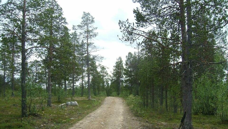 I ettertid tenker jeg at de sikkert fortsatt snakker om den gangen de møtte denne tullingen i marka som ropte «FISK!».
