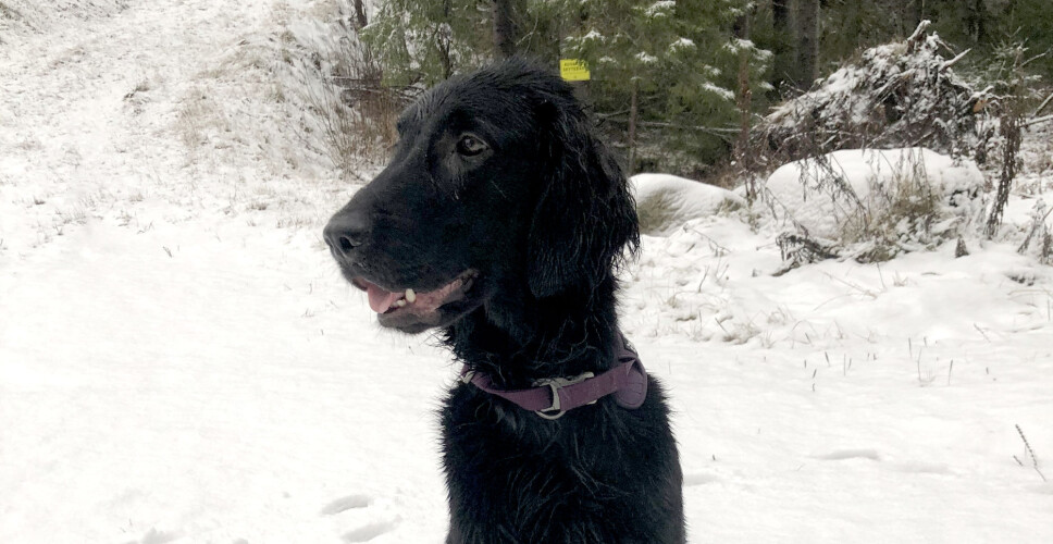 Tara, en flatcoated retriever, besto nylig politiets mentaltest, og skal nå få opplæring for å bli valutahund.