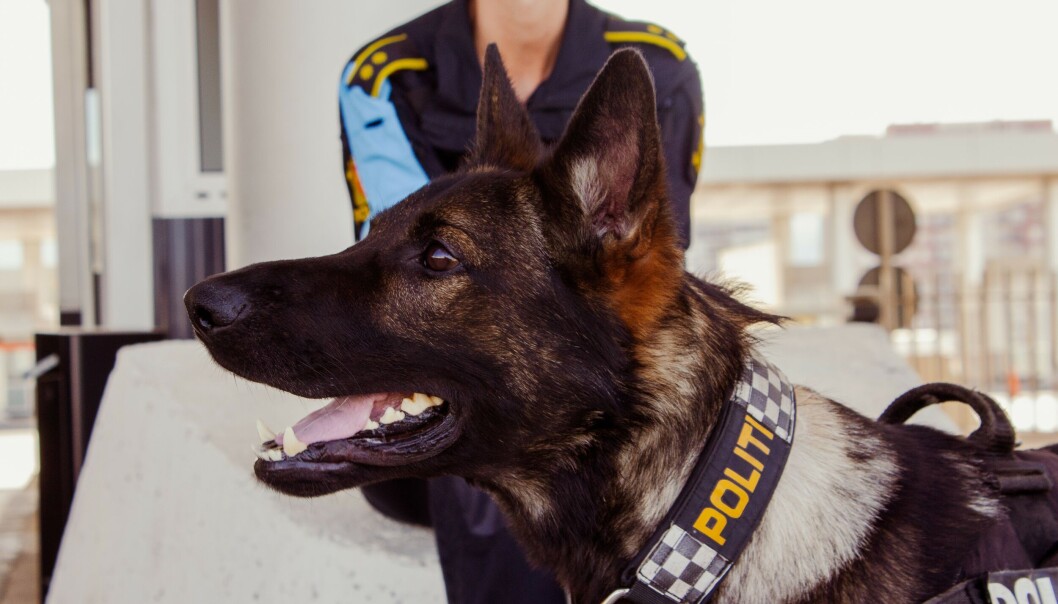 Politihunden Klodrik og hundefører Merete Rilvaag høstet skryt for sin tjeneste i Frontex. Så langt i år har 38 politifolk fra Norge deltatt i Frontex-operasjoner. Politihunden Klodrik og hundefører Merete Rilvaag høstet skryt for sin tjeneste i Frontex. Så langt i år har 38 politifolk fra Norge deltatt i Frontex-operasjoner.