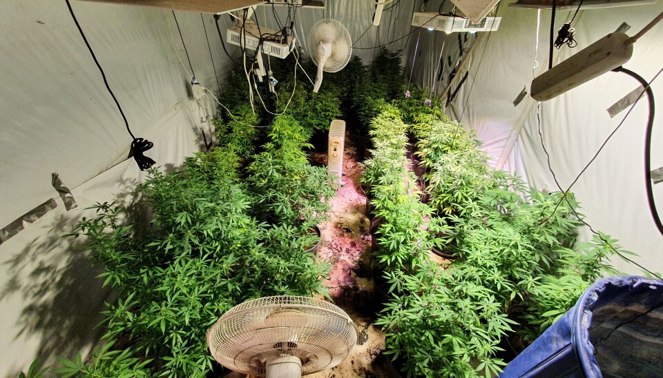 Unntaket: Det er en nedgang i antall saker med grove narkotikaovertredelser i Sør-Vest politidistrikt. Men under en politiaksjon tidligere i år, fant politiet over 100 cannabisplanter, flere hundre tusen kroner, anabole steroider og våpen i en låve på Nord-Jæren, ifølge Aftenbladet. Ti personer er siktet i saken.