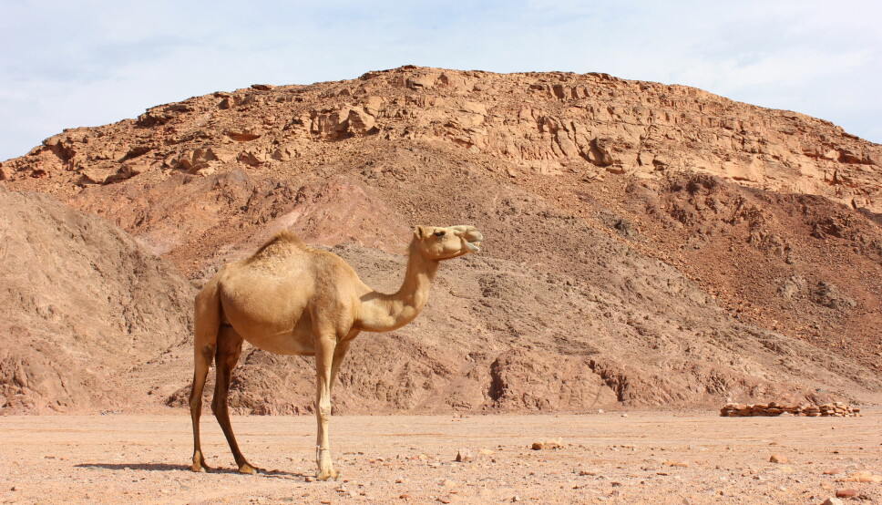 Denne kamelen er avbildet i Egypt, og har etter det Politiforum kjenner til aldri besøkt Luster.