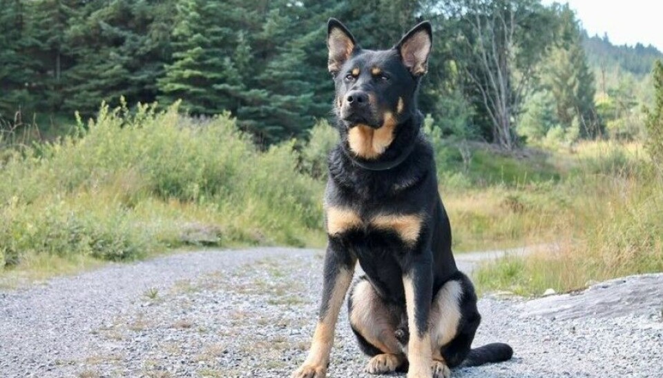 Politihund mot alle odds