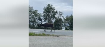 Reinsdyr i UP-kontroll Reinsdyr i UP-kontroll