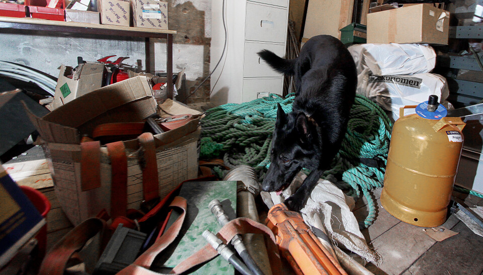 Bildet er tatt i en annen sammenheng, og viser en narkotikahund i arbeid.