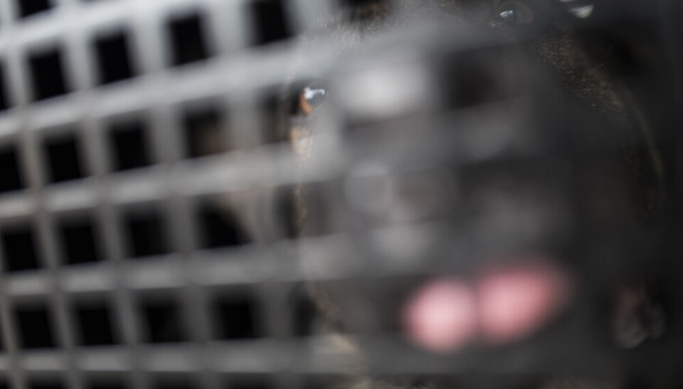 KLARTE IKKE DY SEG: Selv om politihunden var aldri så lydig, tok dens egen vilje over under pågripelsen. KLARTE IKKE DY SEG: Selv om politihunden var aldri så lydig, tok dens egen vilje over under pågripelsen.