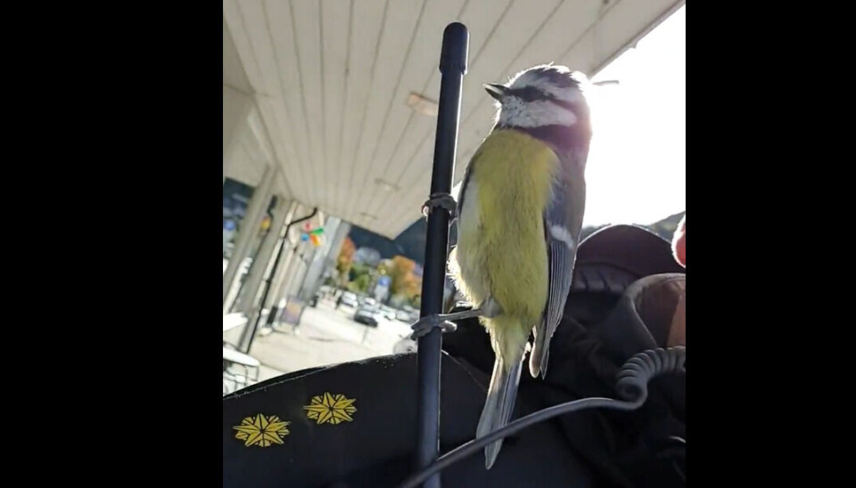 Blåmeis på sambandet: - I all verden!