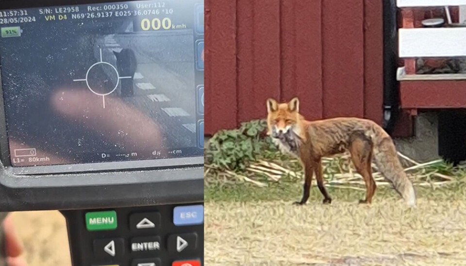 ZOOMET INN: I lasersiktet så politibetjentene en sulten rev med lunsjen sin.