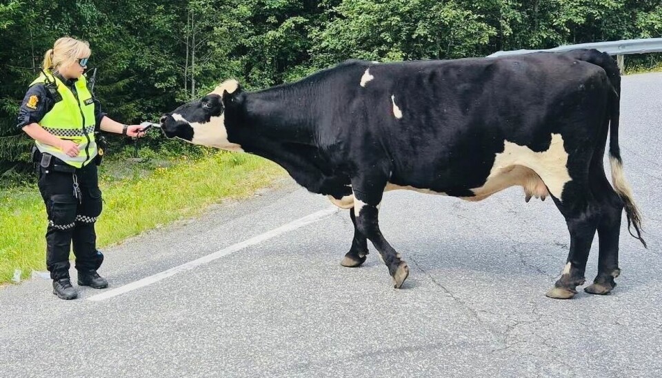 NYSGJERRIG: Kua langs veien lurte fælt på hva alkometeret var for noe.