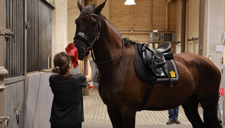 De nye hestene testes i seks uker, før de kan bli politihester.