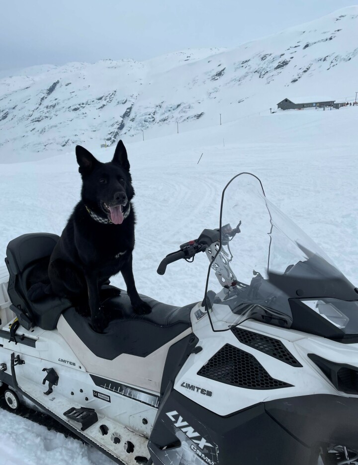 UT PÅ TUR, ALDRI SUR: Patruljehunden Guts gjør alt fra å spore opp savnede til å finne gjerningspersoner. Han er i tillegg lavinehund.