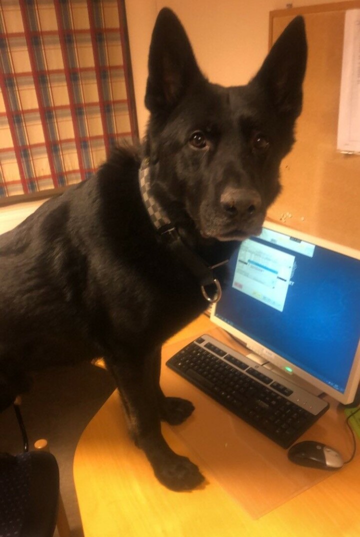 DIGITAL SPORHUND: Dagen er ikke helt den samme uten jobben for
politihunden Guts.