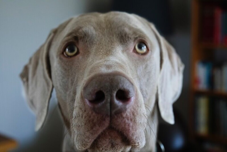 Hunden til polititjenestemannen Christophe Girard.